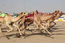 Верблюжьи бега 1 - khaleej booking